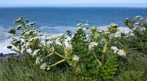 Anisotome lyallii plant with white flowers growing on a coastline.