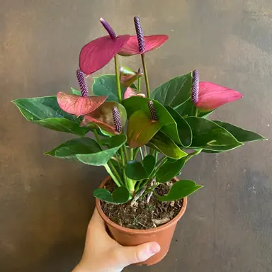 Anthurium Baby Purple plant with elegant, purple flowers.