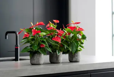 Anthurium 'Esudo' plants in pots with lush green leaves and red flowers.
