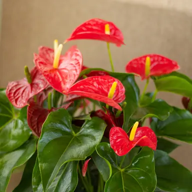 Anthurium Mario plant with elegant, red flowers and lush green foliage.