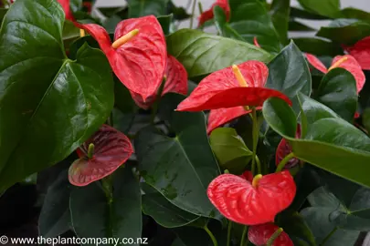 Anthurium 'Red Winner' plants with red flowers and lush, green foliage for sale at The Plant Company nursery.