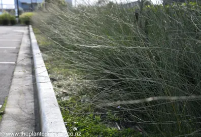 Apodasmis similis (Oioi) growing as a border beside a large car park.