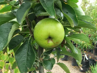 apple-bolero-
