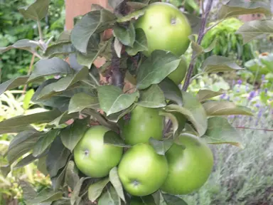 apple-bolero-1