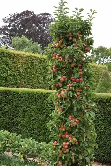 apple-maypole-3