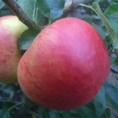 apple-splendour-semi-dwarf-2