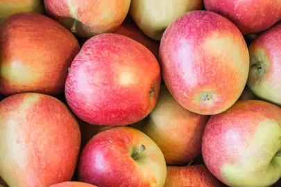 apple-royal-gala-and-braeburn-