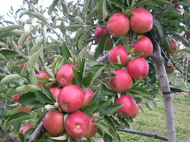 apple-royal-gala-and-braeburn-1