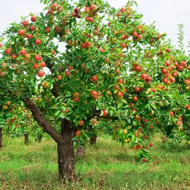 apple-royal-gala-and-braeburn-2