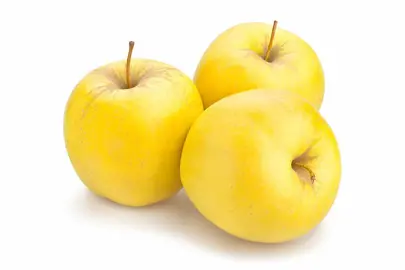 apple-golden-delicious-semi-dwarf-