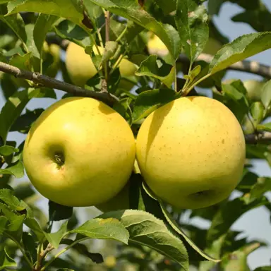 apple-golden-delicious-semi-dwarf-2