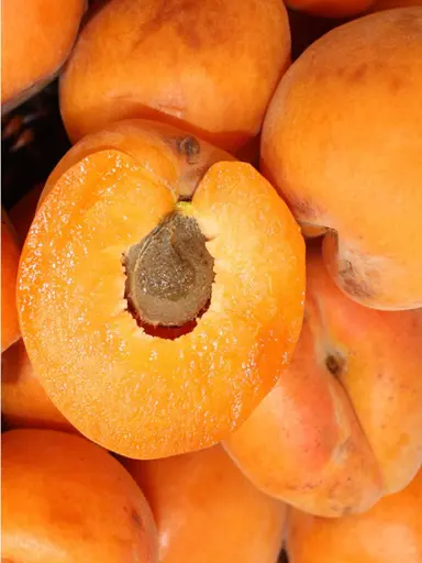 apricot-garden-annie-