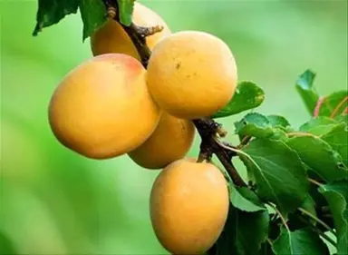 apricot-garden-annie-2