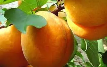 apricot-sundrop-and-trevatt-