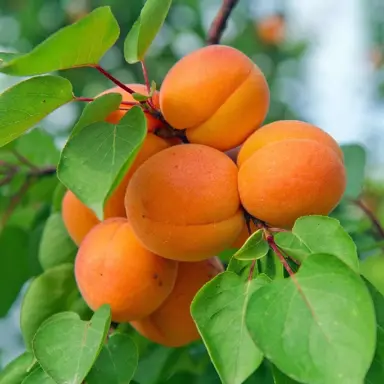 apricot-trevatt-4