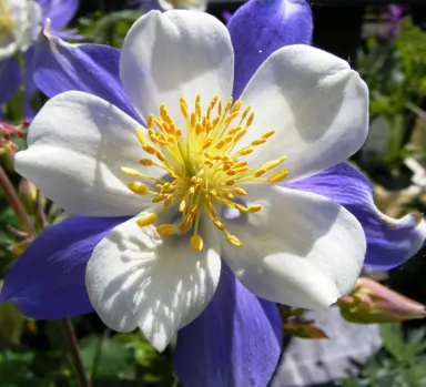 Aquilegia 'Blue Star' stunning blue and white flower.