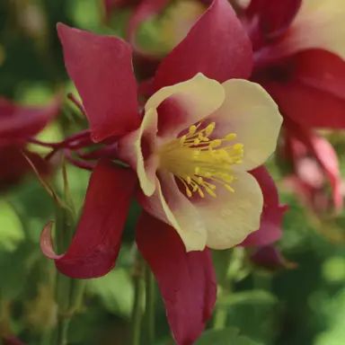 Aquilegia 'Earlybird Red and Yellow' elegant flower.
