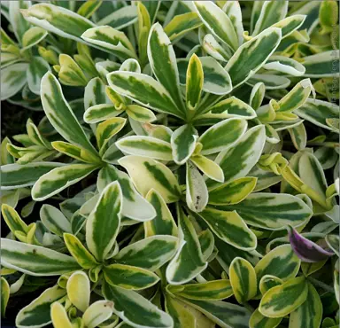 Arabis ferdinandi-coburgi 'Old Gold' variegated foliage.