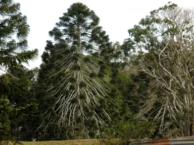 Araucaria bidwillii trees in a native landscape.