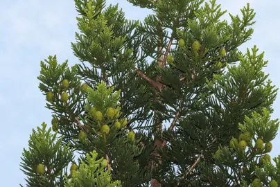 Araucaria cunninghamii green foliage on a mid-sized tree.