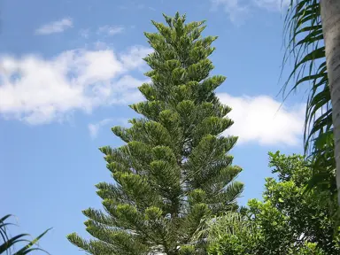 A large Norfolk Pine tree.