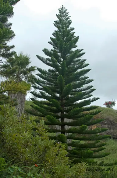 Araucaria heterophylla tree growing with elegant form.