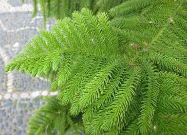 araucaria-hetrophylla-1