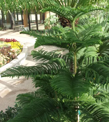 araucaria-hetrophylla-2