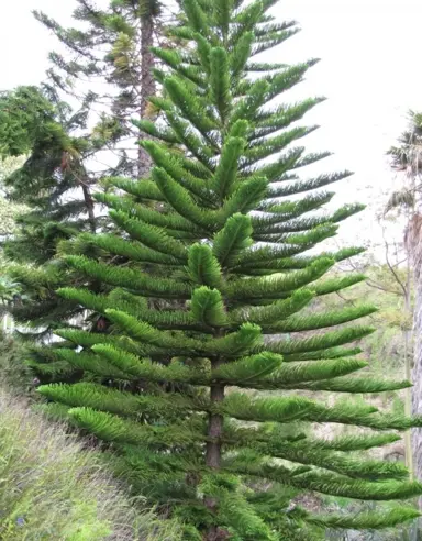 araucaria-hetrophylla-3