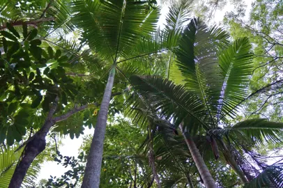 Large and showy fronds on Archontophoenix alexandrae palm trees.