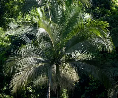 A stunning Archontophoenix alexandrae speciment tree.