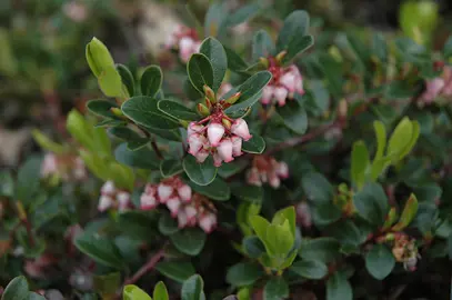 Arctostaphylos-uva-ursi-radiant plant with pink flowers.
