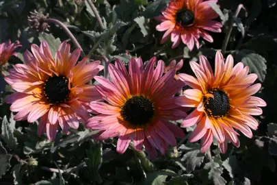 Arctotis 'Flamingo' plant with elegant pink and orange flowers above grey-green foliage.
