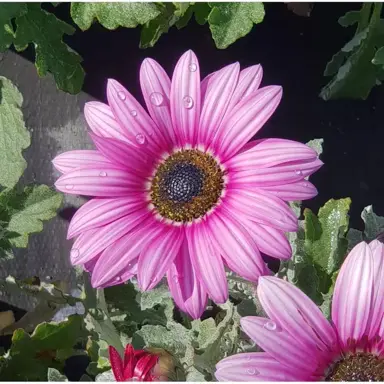 Arctotis Mauve Delight purple flower.