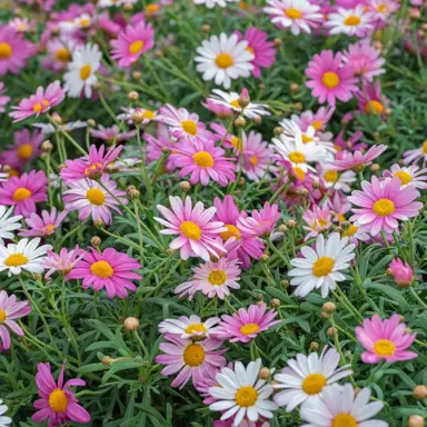 Argyranthemum Bridesmaid Pink flowers.