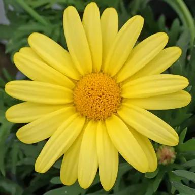 Argyranthemum Butterfly yellow flower.
