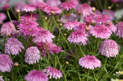 argyranthemum-double-pink--1
