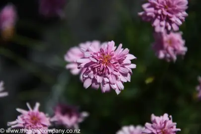 argyranthemum-double-pink--2