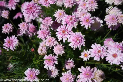 argyranthemum-double-pink--3