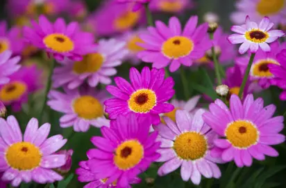 Argyranthemum frutescens pink flowers.
