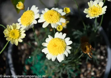 argyranthemum-honeycomb--1