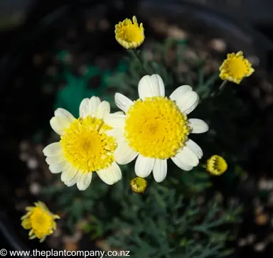 argyranthemum-honeycomb--2