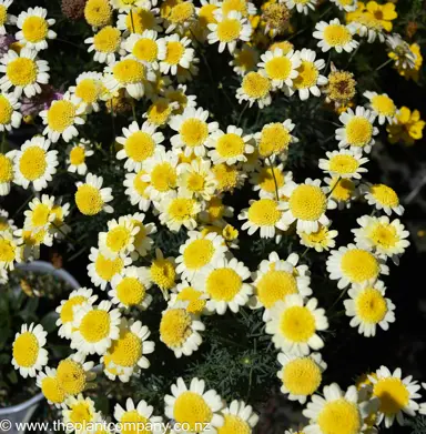 argyranthemum-honeycomb--3