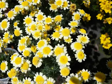argyranthemum-honeycomb--4