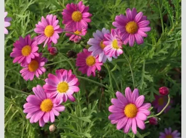 Argyranthemum Hot Lips pink flowers.