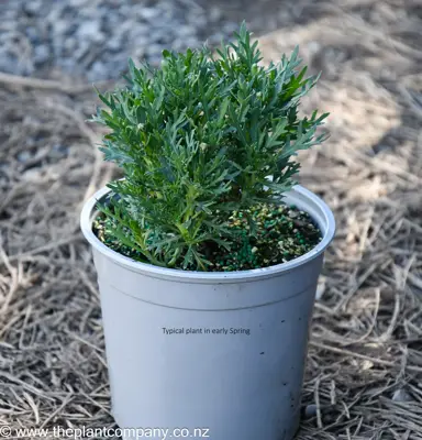 Argyranthemum 'Purity' plant for sale at The Plant Company nursery in early Spring.