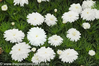 argyranthemum-purity-