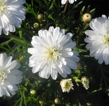 argyranthemum-purity-1