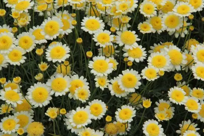Argyranthemum 'Sulemio' daisy with masses of butter-yellow flowers.