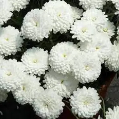 Argyranthemum 'Summer Song White' double-white flowers.